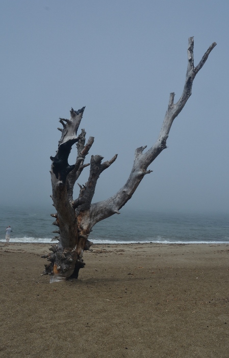 a dead tree trunk stands proudly